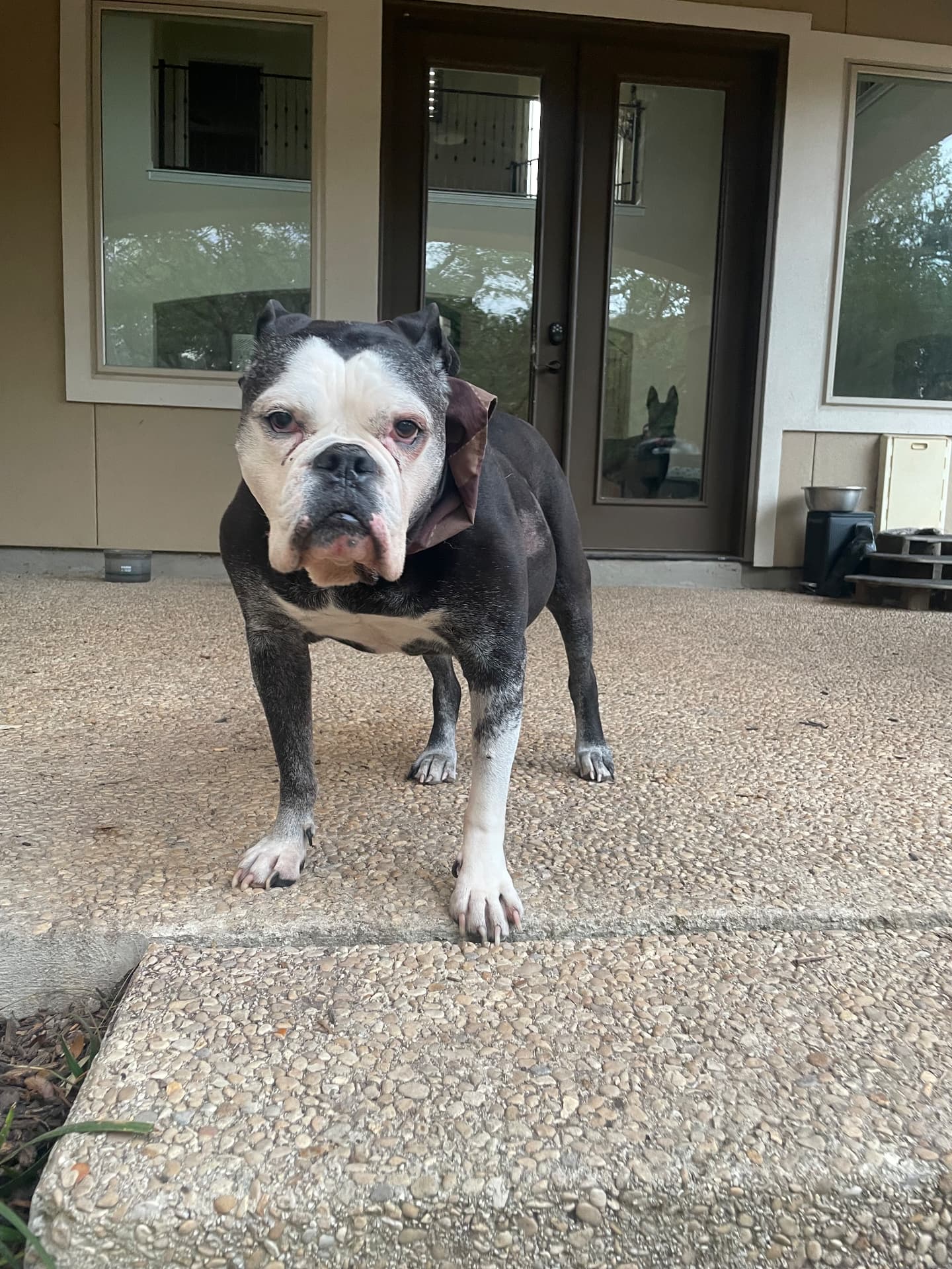 A sweet senior bulldog standing on the patio
