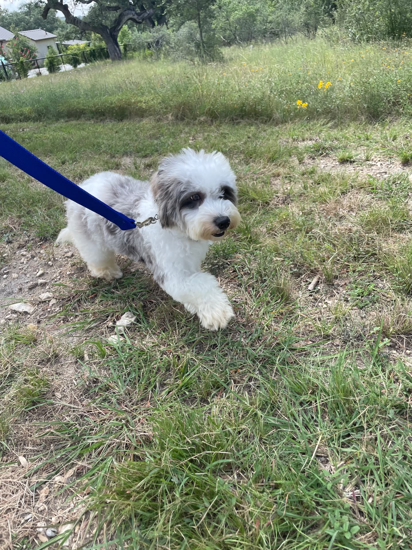 A small grey and white pup exploring a field
