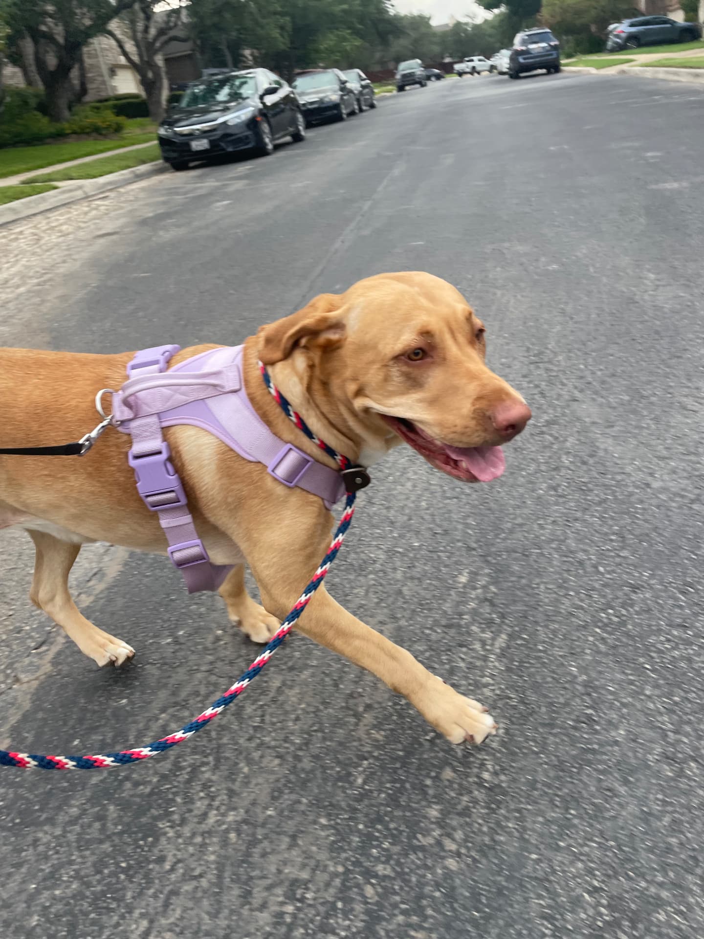 A yellow lab mix walking happily down the street