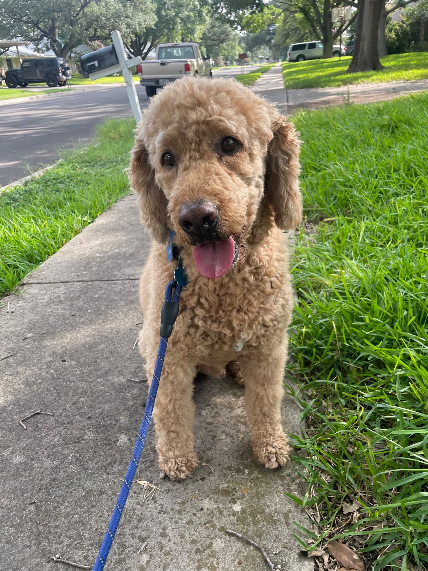 A curly apricot poodle smiling on a walk