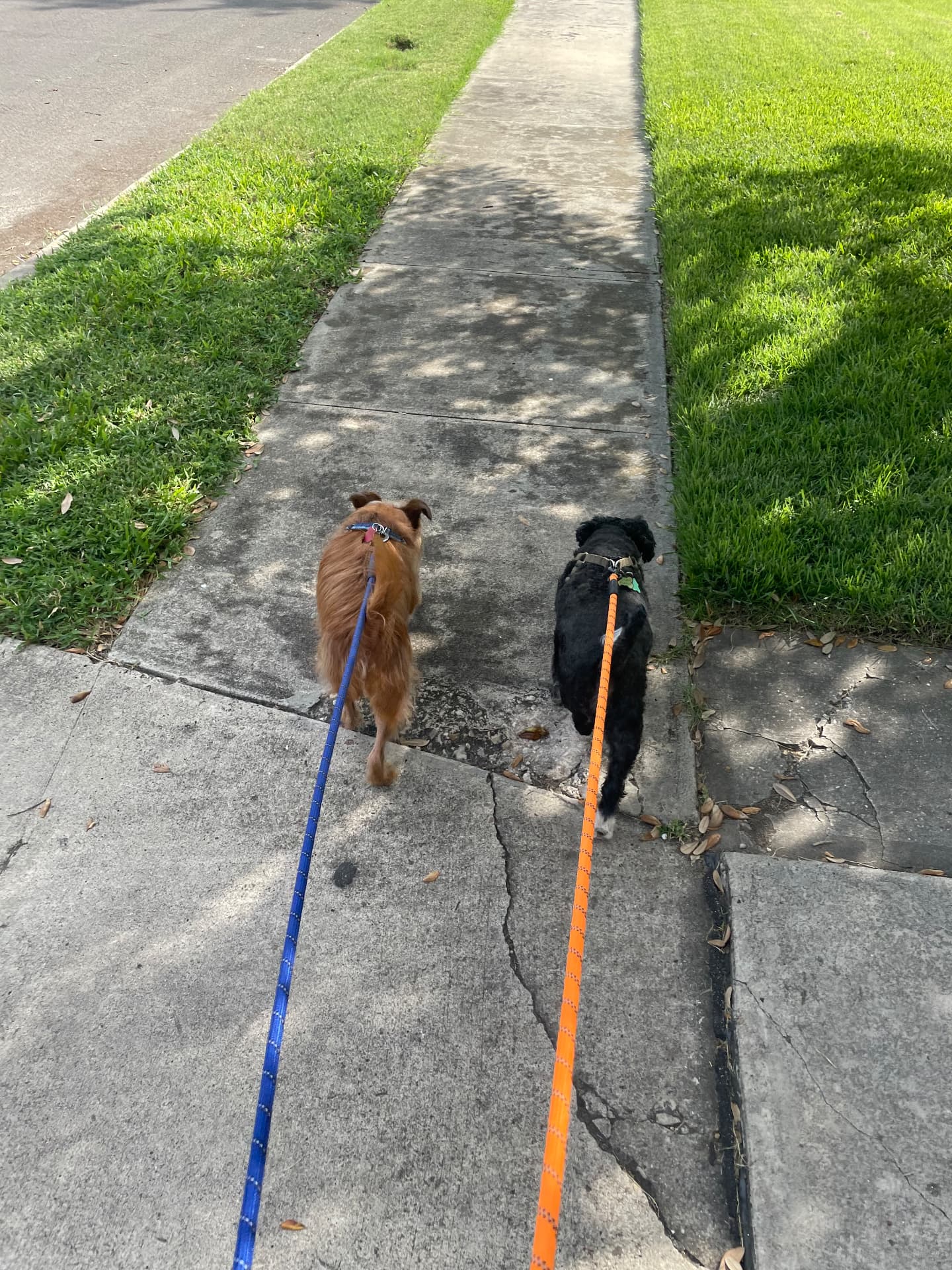 Two dogs walking side by side on the sidewalk