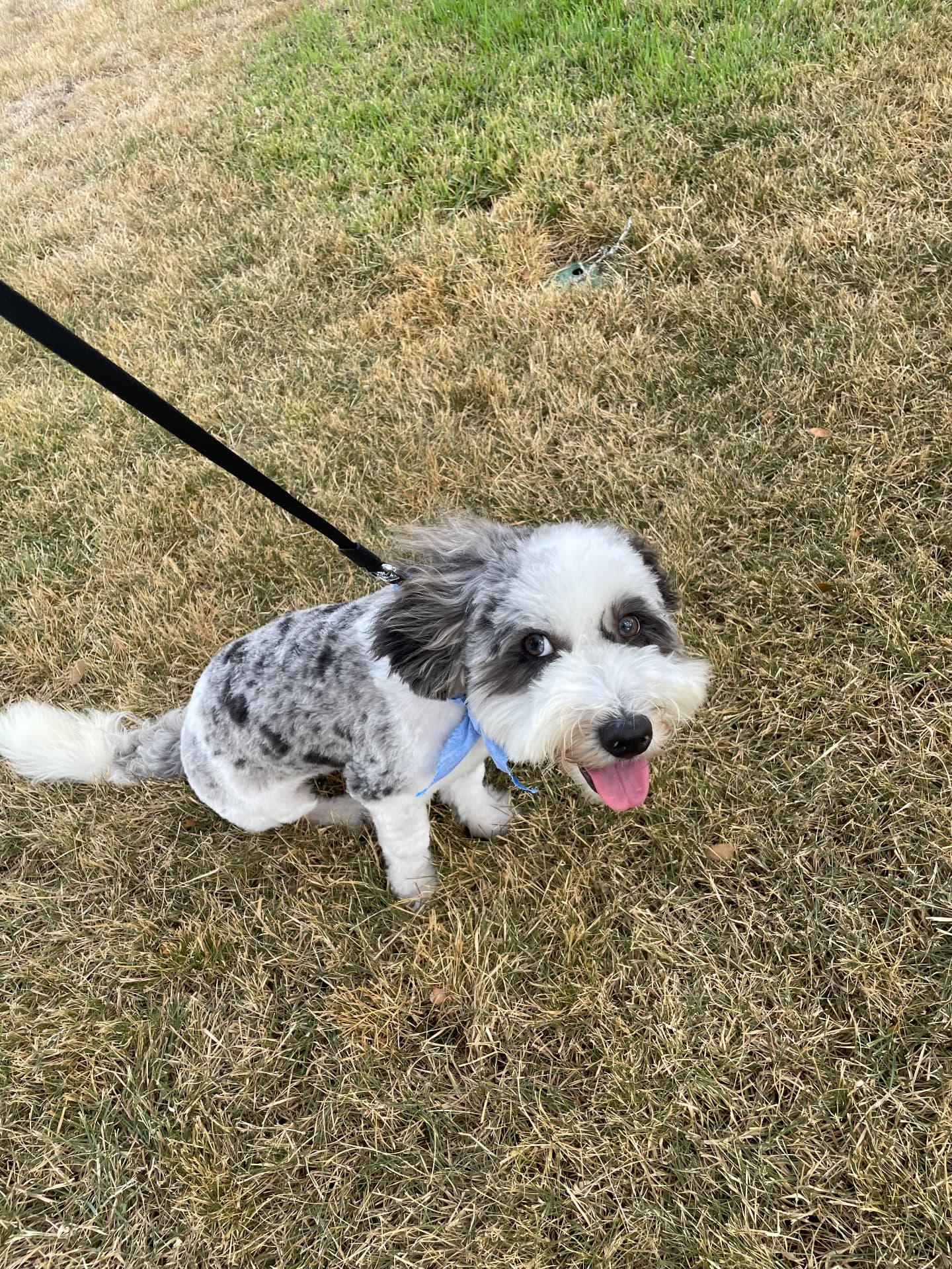 A fluffy grey and white dog in a blue bandana sitting in the grass