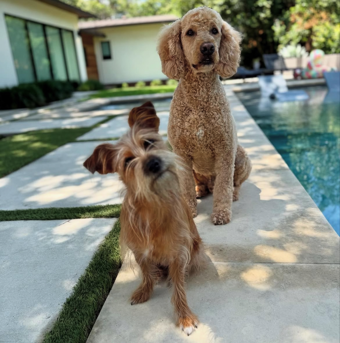 A poodle and a scruffy terrier sitting together by a backyard pool