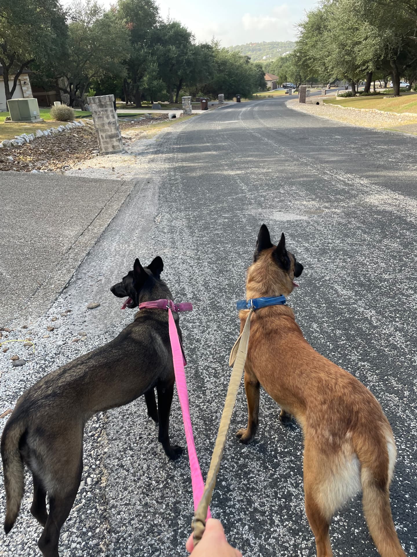 Two shepherds on a neighborhood walk together