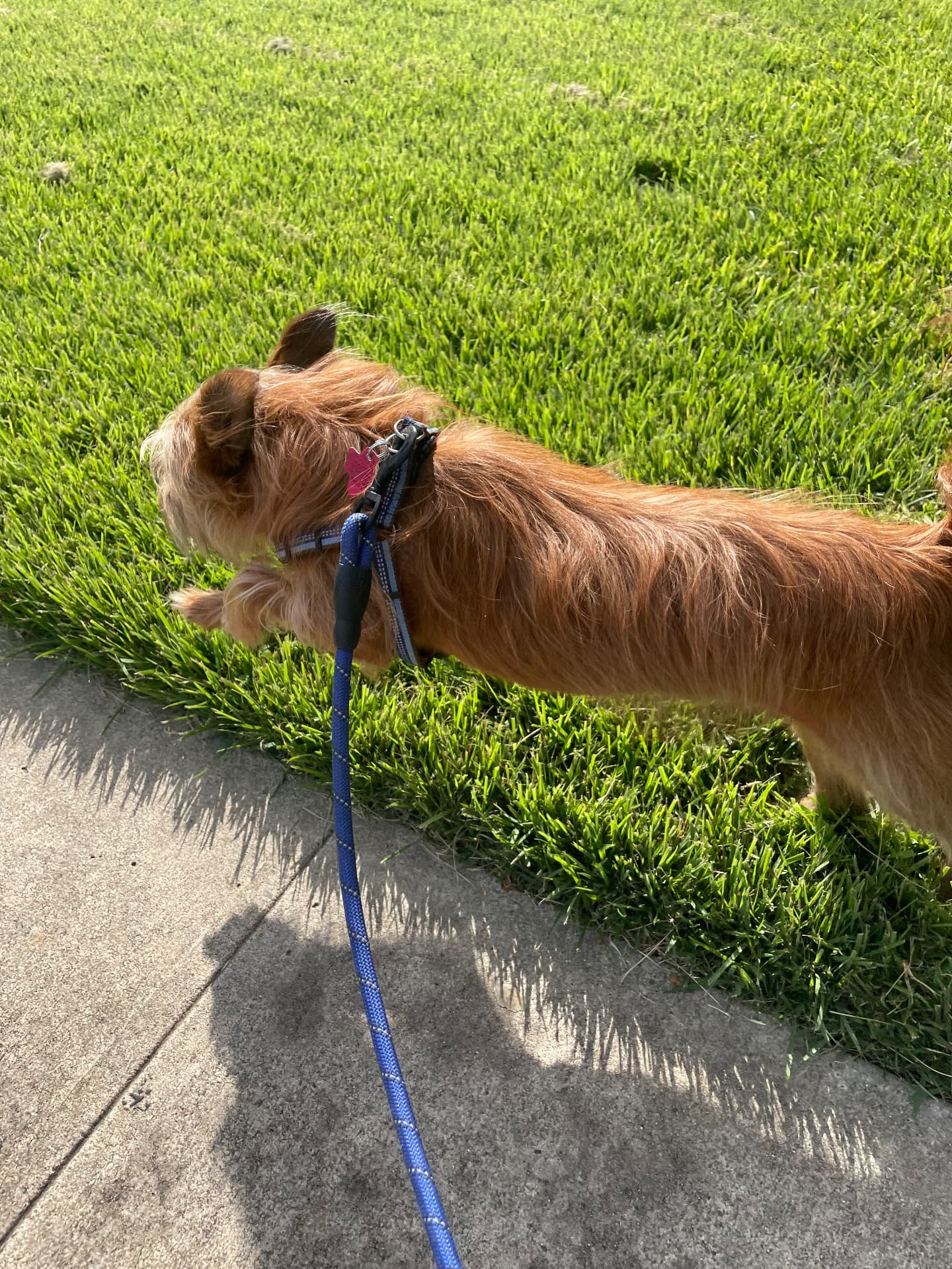 A scruffy red terrier sniffing the grass
