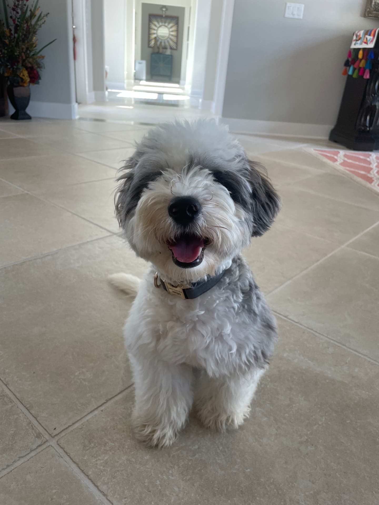A smiling grey and white puppy sitting indoors