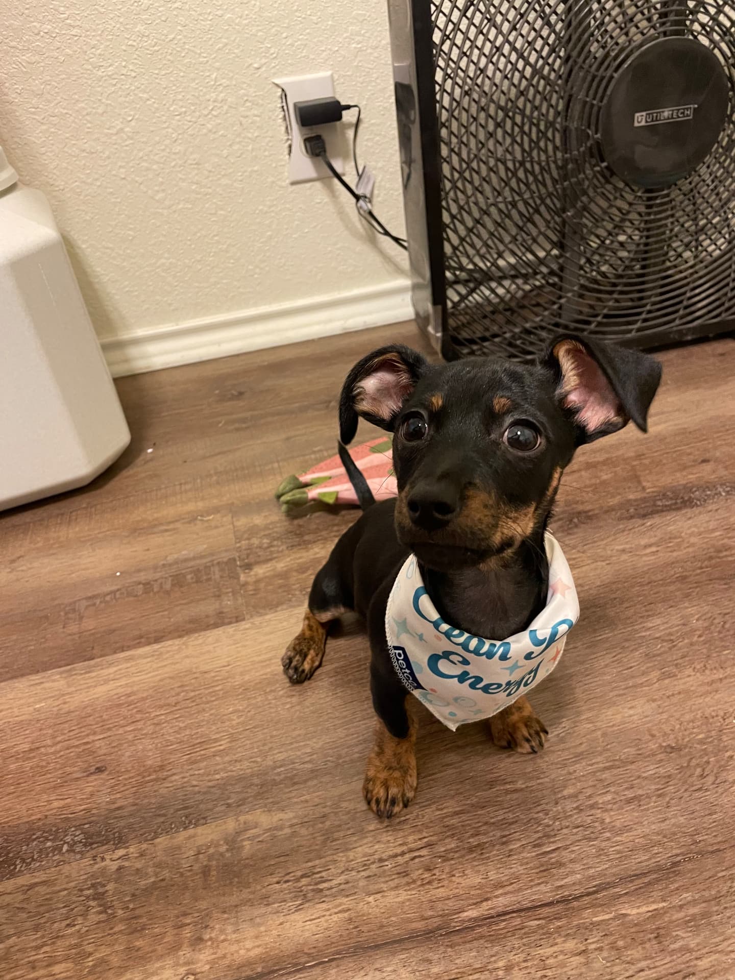 A tiny black and tan puppy in a bandana